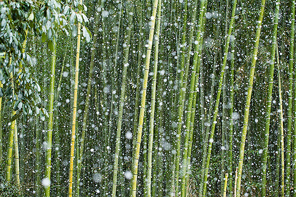 京都の雪降る竹林