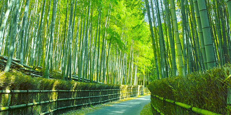 京都の新緑の竹林